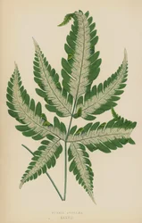 Pteris Argyraea